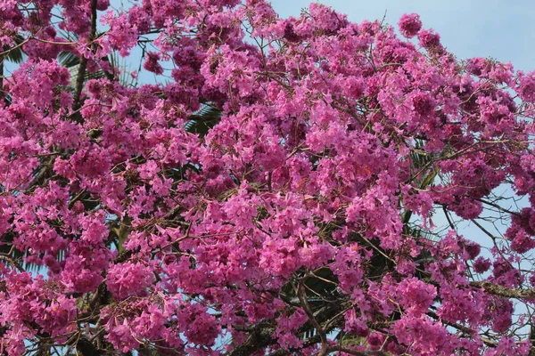 Рожеві Квіти Блакитне Небо — стокове фото