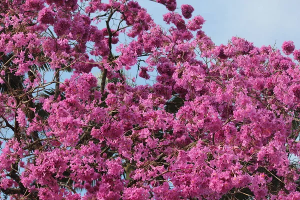 pink flowers and sky blue