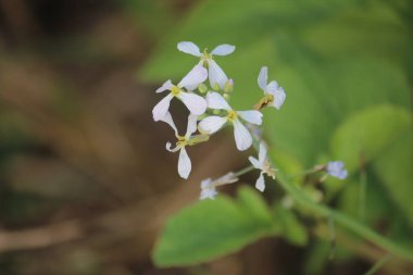 güzel beyaz çiçekler ufuk arka plan