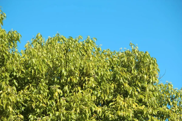 Cielo Azul Árbol Verde —  Fotos de Stock