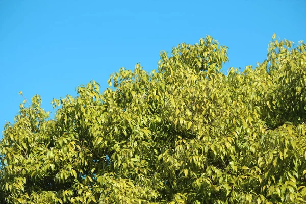 Cielo Azul Árbol Verde —  Fotos de Stock