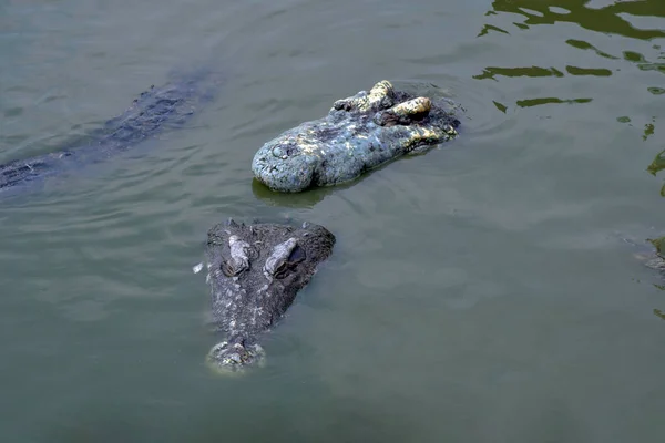 Freshwater crocodile or alligator or crocodile swamp, freshwater species are native to Thailand in Vietnam, Cambodia, Laos, Thailand, Kalimantan, Java and Sumatra is quite a big way medium sized crocodile.