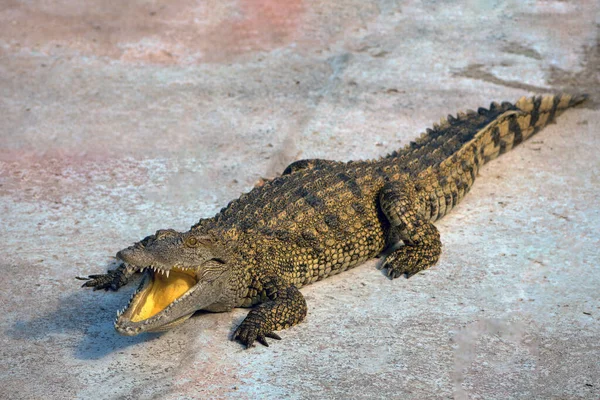 Krokodyl Słodkowodny Lub Aligator Lub Krokodyle Bagna Słodkowodne Gatunki Pochodzą — Zdjęcie stockowe