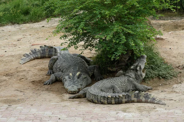Freshwater crocodile or alligator or crocodile swamp, freshwater species are native to Thailand in Vietnam, Cambodia, Laos, Thailand, Kalimantan, Java and Sumatra is quite a big way medium sized crocodile.