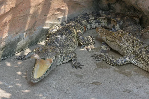 Krokodyl Słodkowodny Lub Aligator Lub Krokodyle Bagna Słodkowodne Gatunki Pochodzą — Zdjęcie stockowe