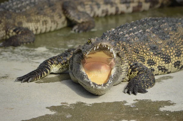 Krokodyl Słodkowodny Lub Aligator Lub Krokodyle Bagna Słodkowodne Gatunki Pochodzą — Zdjęcie stockowe