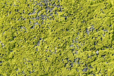 Kayanın üzerinde liken. Doku, arka plan 