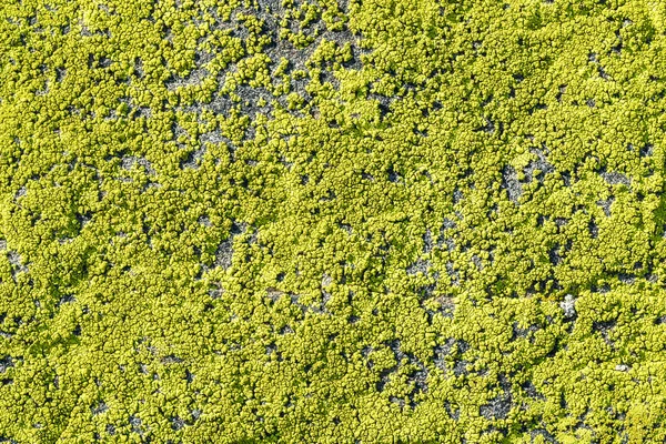 Kayanın üzerinde liken. Doku, arka plan 