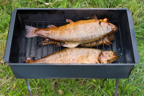 Smoked trout in the smoke box outdoors