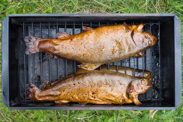 Smoked trout in the smoke box outdoors