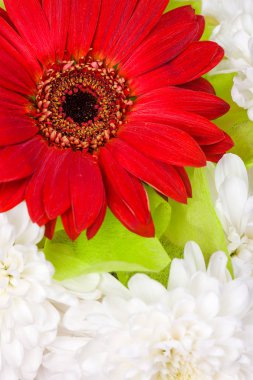 Gerbera çiçek, krizantem ve renkli kağıt bir buket 