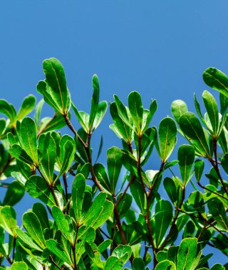 Mavi bir arka plan üzerinde güzel yeşil yaprakları.