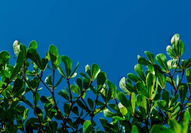 Mavi bir arka plan üzerinde güzel yeşil yaprakları.