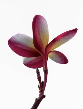 Beyaz arka plan güzel, (Beach'deki Plumeria çiçekler)