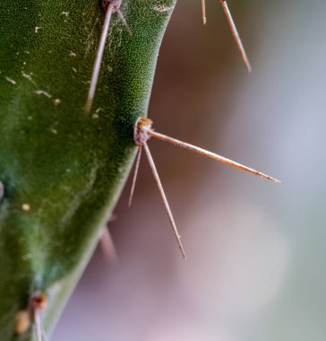 Kaktüs dikenli güzel tehlikeli