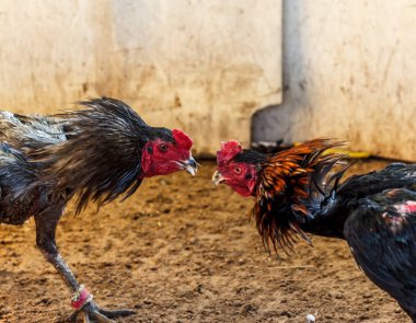 Tayland 'da popüler dövüş horozu dövüşü
