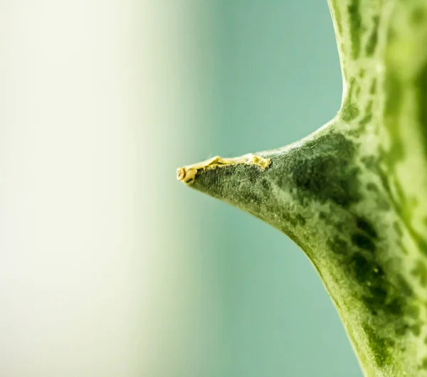 Cactus Spine Bello Pericoloso — Foto Stock