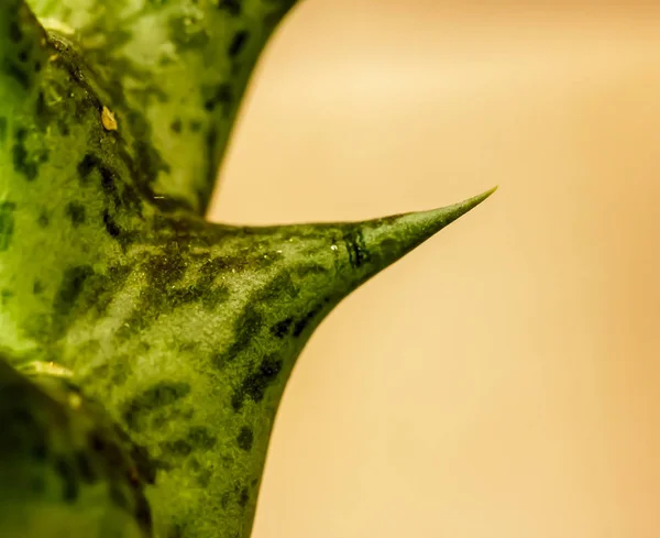 Cactus Spine Bello Pericoloso — Foto Stock