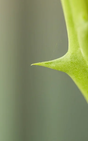 Kaktus Ciernie Piękne Niebezpieczne — Zdjęcie stockowe