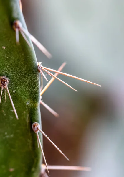 Kaktus Ciernie Piękne Niebezpieczne — Zdjęcie stockowe