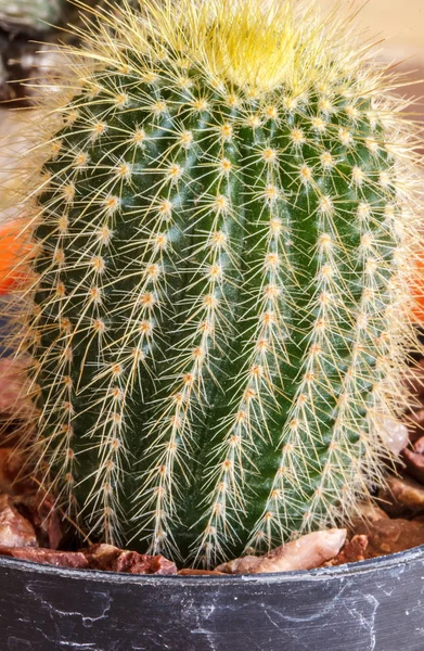 Kaktus Trny Krásné Nebezpečné Closeup — Stock fotografie