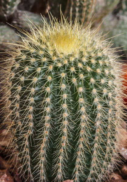 Kaktus Trny Krásné Nebezpečné Closeup — Stock fotografie