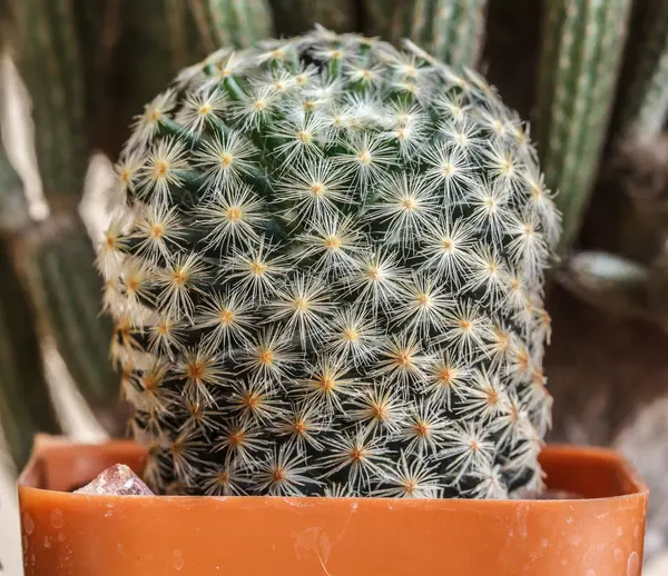 Kaktusz Tüske Szép Closeup Természet — Stock Fotó