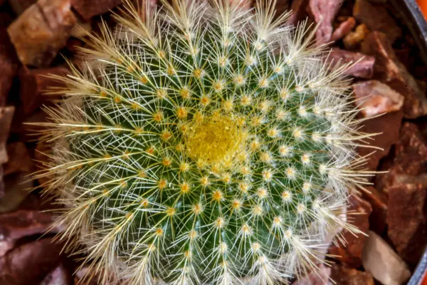 Kaktüs Dikenli Güzel Closeup Doğa — Stok fotoğraf