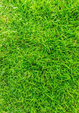 Güzel yeşil çimenler ve boş kimse.