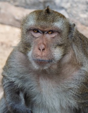 Maymunlar portre var mavi gözleri ve turuncu maymun yüz doğal bir ormanda