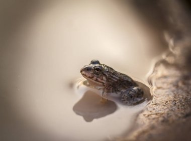 Küçük kurbağa suya kimse görmediği halde gizleme.