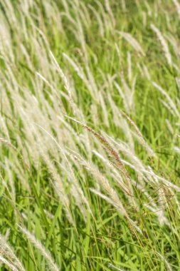 Yaz arka plan, beyaz Meadows güzel bulanık seçici odak.