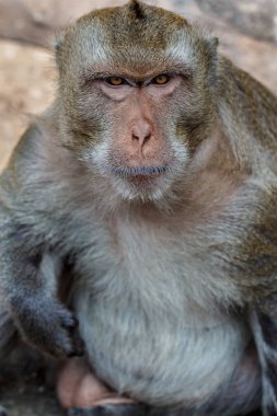 Maymunlar portre var mavi gözleri ve turuncu maymun yüz doğal bir ormanda