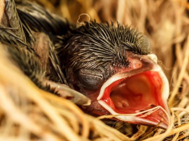 Kuş gıda gagaları geniş ile çıkmayı bekleyen yuvaya açın