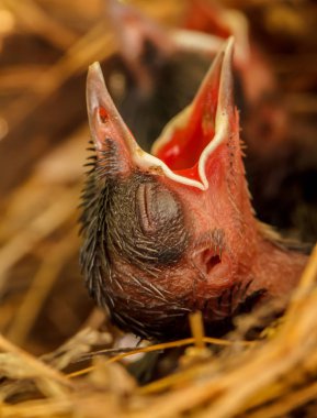 Kuş gıda gagaları geniş ile çıkmayı bekleyen yuvaya açın