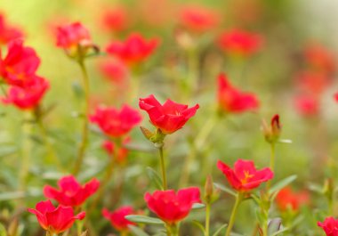 Çiçek semizotu, kırmızı çiçekler açık