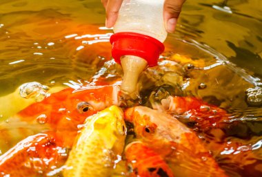 Koi gölet, Bebek süt şişesiyle besleme balık