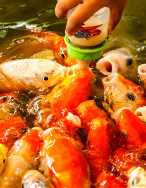 Koi gölet, Bebek süt şişesiyle besleme balık