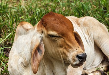 İnekler bir alanda otlatmak. İnekler Tayland'da ıslahı