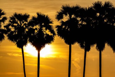 Siluet doğada güzel şeker akşam güneşin ışık.