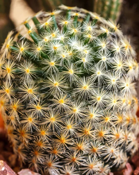 Kaktusz Háttérszín — Stock Fotó