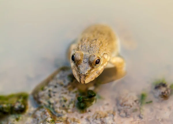 Kleine Kikker Verbergen Het Water Niemand Zonder Gezien Worden — Stockfoto