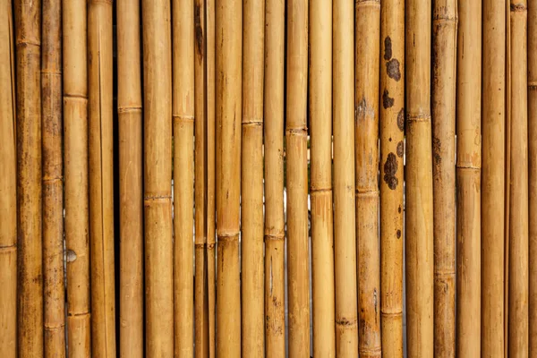 Tarzı Düzeni Bambu Bir Güzel Parlak Curcuna — Stok fotoğraf