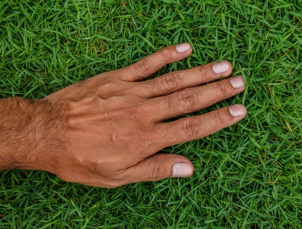 Mano Sobre Hierba Fresca Verde Patio Delantero — Foto de Stock