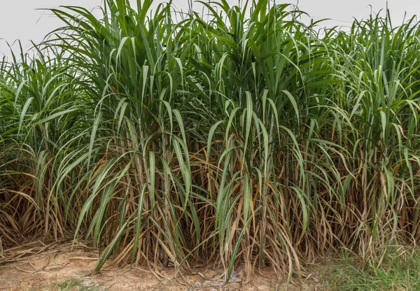 Thailand\'s plant sugar cane field crop economy