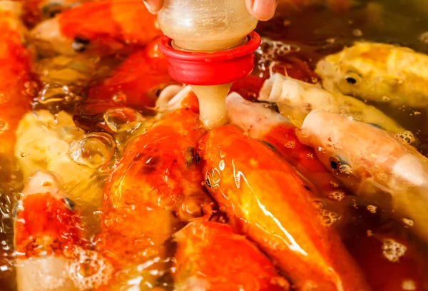 Koi の魚池で赤ちゃん牛乳瓶での授乳 — ストック写真