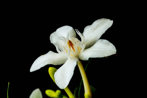 large white gardenia flowers with green leaves on black background