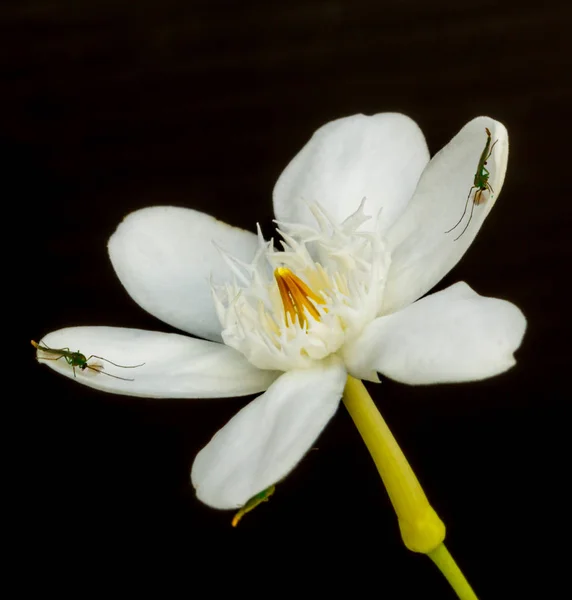 large white gardenia flowers with green leaves on black background