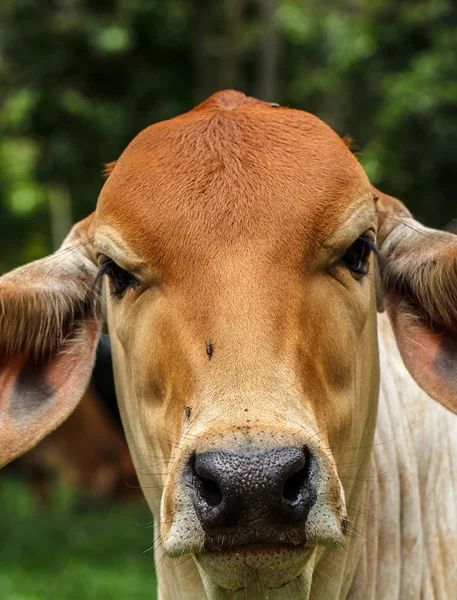 The cows graze in a field. Cows are breeding in thailand