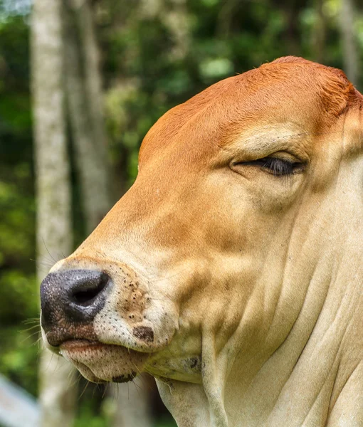 The cows graze in a field. Cows are breeding in thailand